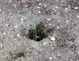 The leek has been in cultivation for many leeks will grow in almost all soils which are moisture retentive, without being badly drained. How To Grow Leeks