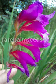Image result for Gladiolus elliotii