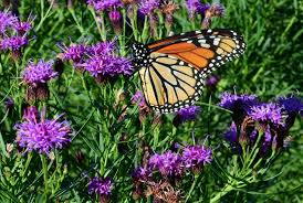Image result for Vernonia melleri