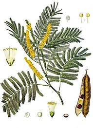 Image result for Fabaceae subfamily Mimosoideae