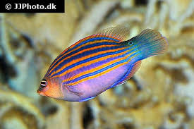 Image result for Nesaea linearis