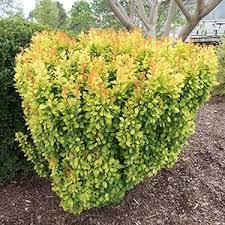 White summer flowers and white to pale blue berries accompany lush golden foliage. Morden Golden Glow Elderberry From Garden Debut