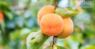 Mixed baby greens, shredded carrots and red cabbage, tomato and cucumber. Persimmon Varieties For A Picky Palate Plant The Right Persimmon Tree