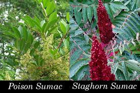 And sumac is the common name for shrubs belonging to the rhus genus; Pantry Keeping Weeds That Are Actually Medicine Sumac