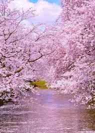 Coiour My World Hirosaki Park Capkaieda Aesthetic Photography Nature Beautiful Nature Spring Scenery