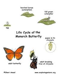 Insect Facts Butterfly Life Cycle Life Cycles Butterfly Life Cycle Preschool