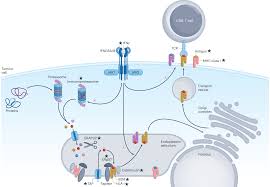 Image result for Antigen Processing