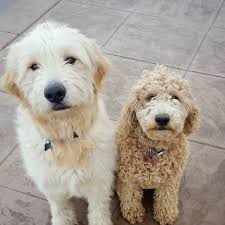 High quality, health tested goldendoodles in colorado springs. Goldendoodles Of Colorado Home Facebook