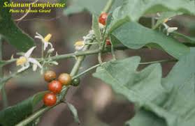 Image result for Solanum tettense