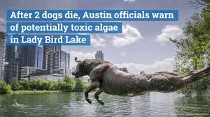 Самые новые твиты от pet and bird clinic (@petandbird): It Happened So Fast Owners Describe Last Moments Of 3 Dogs Who Died After Lady Bird Lake Visits News Austin American Statesman Austin Tx