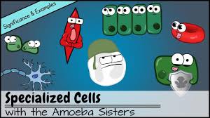 Specialized Cells Significance And Examples Animal Cell Project Plant And Animal Cells Cells Project