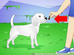 Maybe you would like to learn more about one of these? How To Train A Dog Not To Leave Your Yard Dogwalls