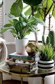 Plants for the living room. Image Result For Plant Behind Side Table Side Table Decor Coffee Table Plants Plant Decor