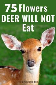 It grows well in zones 1 to 12. Deer Resistant Annuals Perennials For The Midwest Trillium Living Deer Resistant Annuals Deer Repellant Plants Deer Resistant Flowers