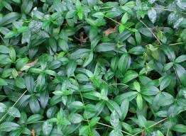 Image result for Vinca minor