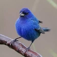 Big Black Birds In Indiana Indigo Bunting Bird Of The Ecotone Birdnote Bunting Bird Beautiful Birds Bird