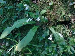 Image result for Hippocratea goetzei