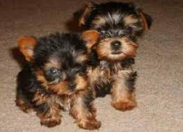 Check spelling or type a new query. Yorkie Poo Puppies For Sale In Houston Texas