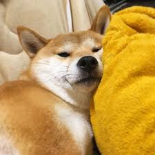 Search filehippo free software download. Dog Dogs Shiba Shibainu Shibas Cutedog Yumohiyo Shiba Inu Cute Dogs Dogs