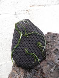 Image result for Microcoelia bulbocalcarata