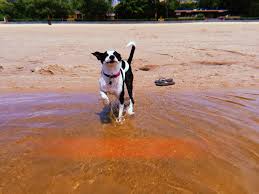 Adopt a homeless pet… adoption application. Sweet Angel Baby Face Black And White Rescue Dog Adopt Don T Shop Doges Rescue Dogs Dogs Terrier