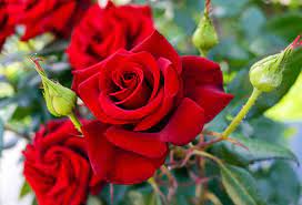 Check spelling or type a new query. Garden Roses Queen Of Edible Flowers Home Garden And Homestead
