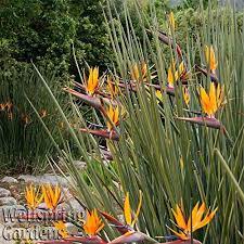 Pin On Gardening Tips And Know Hows