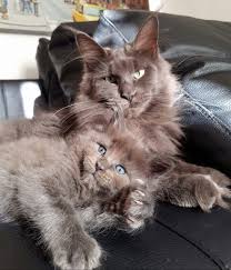 Yesim Acikalin Adli Kullanicinin Maine Coon Panosundaki Pin Mejn Kun Kot Ve Zhivotnye