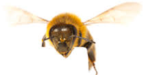 Animal control & wildlife removal denver, colorado. Pest Control Denver Animal Pest Control Specialists