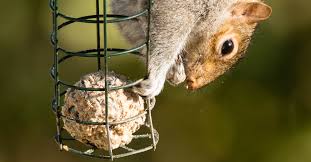 As you can see , this squirrel actually used the slinky to assist in raiding the bird feeder ! How To Squirrel Proof Your Bird Feeders Happy Beaks Blog