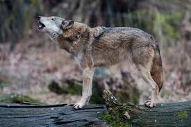 Wolves are common to all parts of the northern hemisphere. Germany S Most Politicized Animal How Wild Wolves Are Causing A Stir The Local