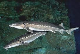 Image result for Actinoschoenus