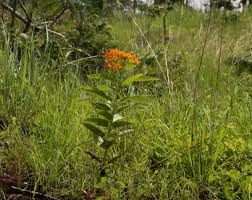 Image result for Stathmostelma spectabile