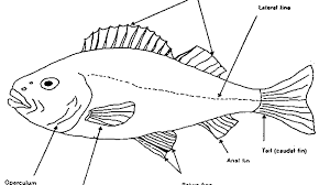 The blood is then pumped into the ventricle. True Fishes Bony Fishes Barracudas Cod And Herring Fish Hubpages