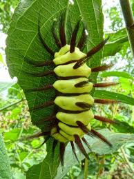 Maybe you would like to learn more about one of these? Stinging Flannel Moth Caterpillar Is Quite 9gag