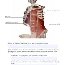 Internal Intercostal Muscles Right Lung Left Rectus Chegg Com