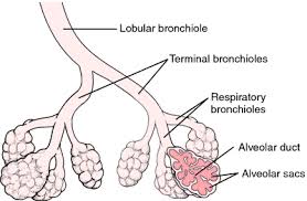Terminal Bronchiole Definition Of Terminal Bronchiole By Medical Dictionary Human Anatomy And Physiology Medical Dictionary Anatomy And Physiology