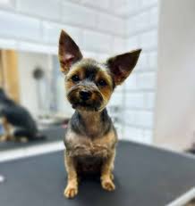 Image result for yorkshire haircut