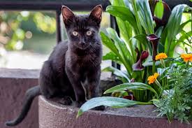 Evde Beslemek Icin En Uygun Kedi Turleri Eksi Seyler
