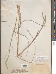 Image result for Elionurus tripsacoides