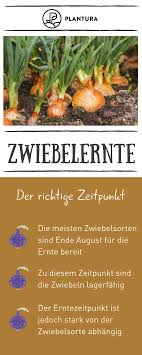 Wann können zwiebeln geerntet und gelagert werden? Zwiebeln Ernten Und Lagern Plantura Zwiebeln Ernten Gemuse Pflanzen Ernte