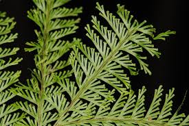 Image result for Lindsaeaceae