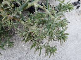Image result for Salsola kali