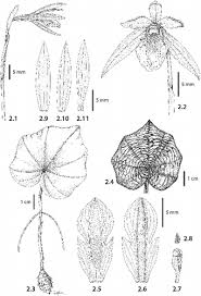 Image result for Nervilia adolphi