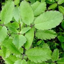 Kalanchoe Pinnata Lam Pers Herbal Plants Medicinal Plants Healing Plants