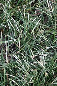 Image result for Monodora minor