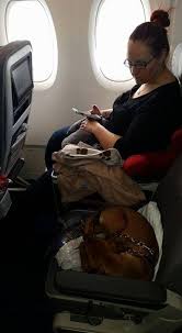 Shop.alwaysreview.com has been visited by 1m+ users in the past month Travelling With Your Dog In The Airplane S Cabin Useful