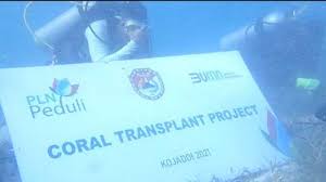 24 agu 2020, 13:30 wib. Transplantasi Terumbu Karang Di Desa Kojadoi Pln Lestarikan Ekosistem Laut Pos Kupang