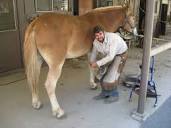 Farrier and Horseshoer experienced in gaited horses; barefoot ...