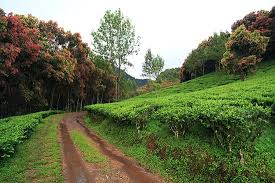 Isi situs bersifat informatif, bukan merupakan legal opinion dari kejaksaan negeri gunung mas. Reservoir Review Of Agrowisata Gunung Mas Kebun Teh Walini Puncak Indonesia Tripadvisor